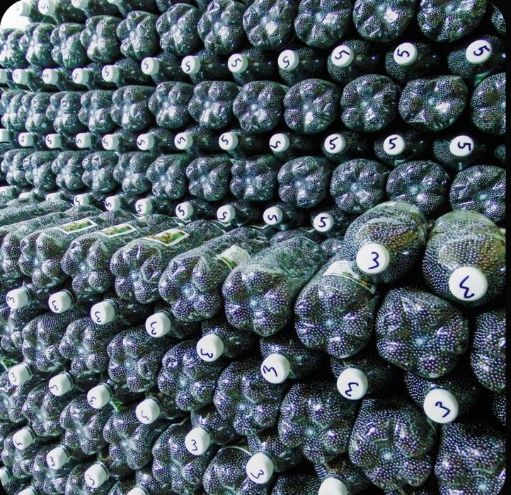 Шарики свинцовые Бийск 3,75мм