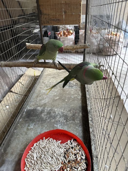 Александрийский готовый ручной пара