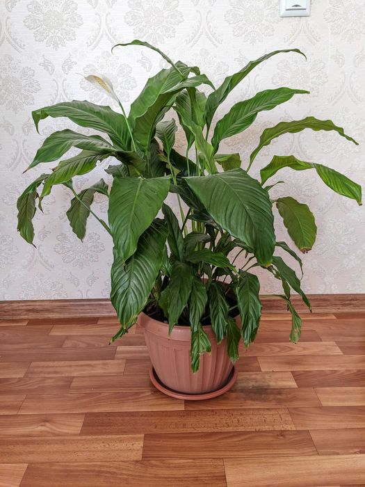 Домашнее растение в горшке.