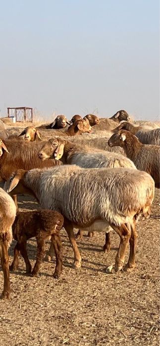 Арашан қошқар сатылымда