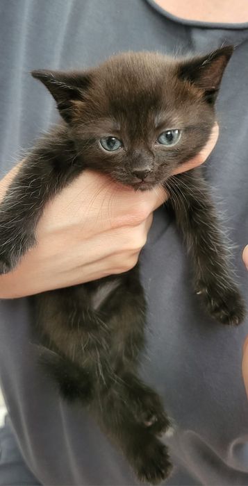 Котёнок девочка Астана