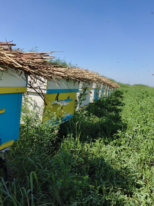 Продам пчеловодческих пчёл!