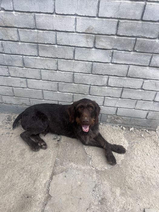 Дратхаар 2 года кабель