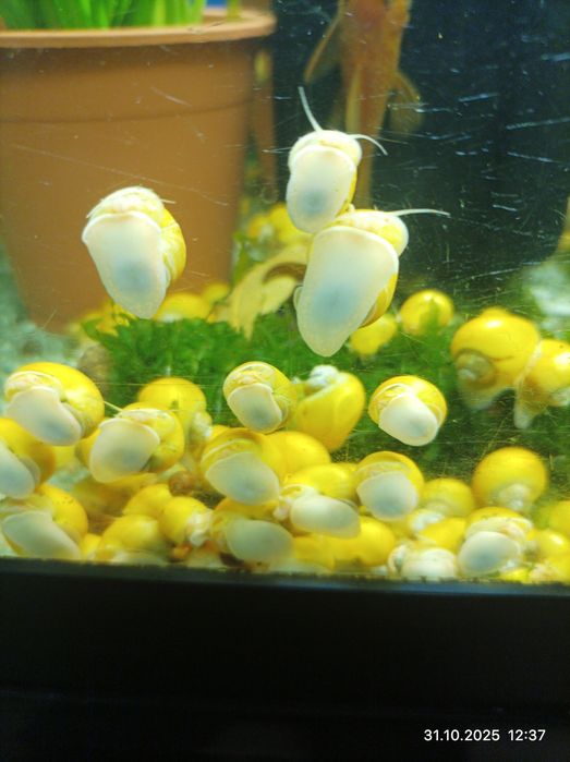 Креветки аквариумные