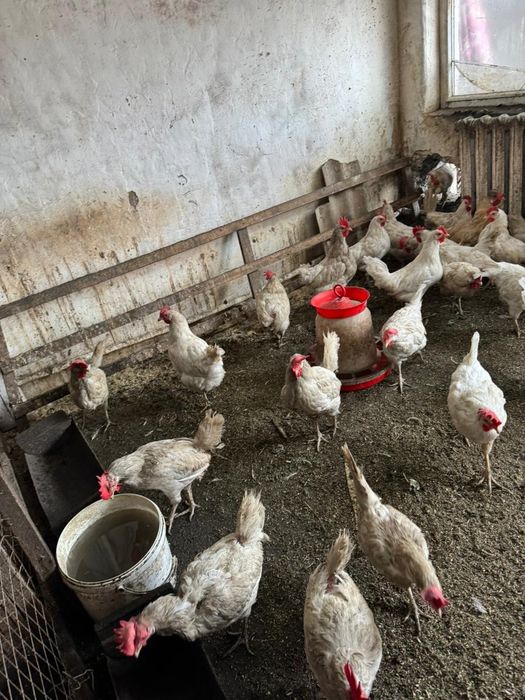 Куры несушки молодые