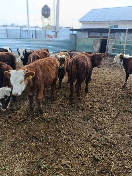 Продам бычков 12 голов