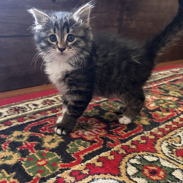 Домашние котята.