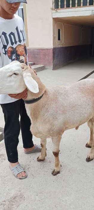 Афғон  Қўчқор тоза зотли 2  ёш.