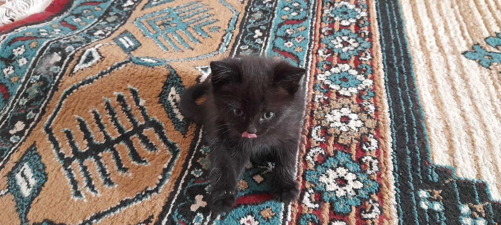 Отдам котят даром