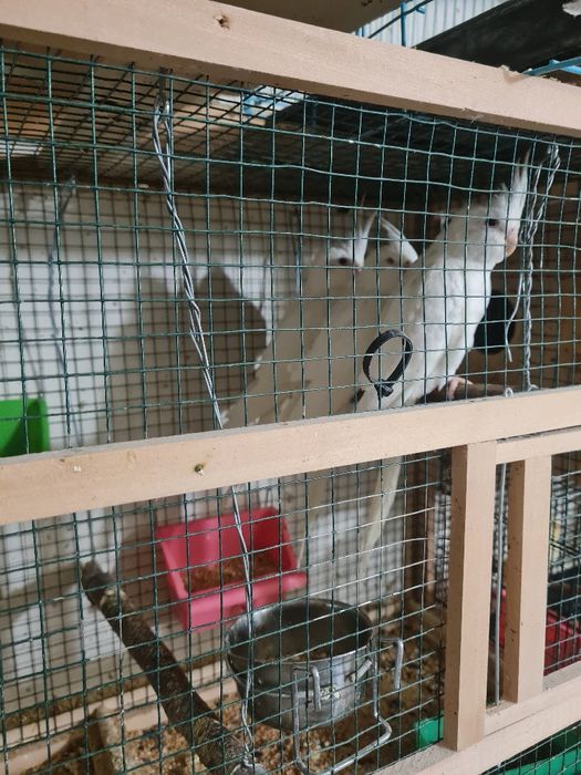 Papagali nimfa disponibili