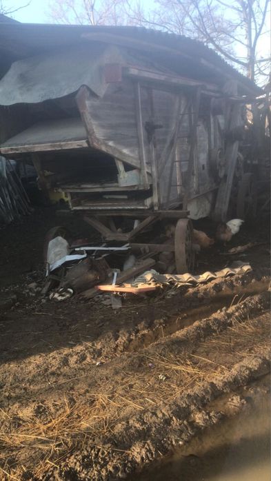 Batoza lucerna, trifoi, grau