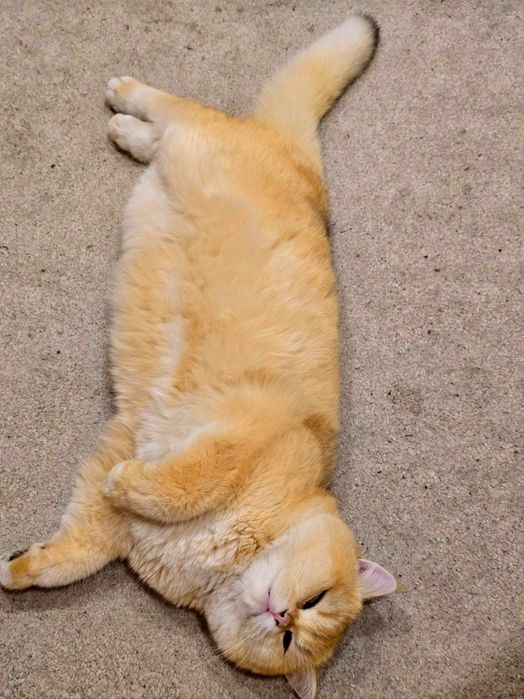 Privaznoy Zalataya Shinshilla tozza Ny_12

Порода : BRI Золотая

ш