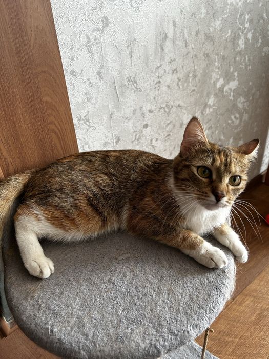 Отдам кошку в добрые руки