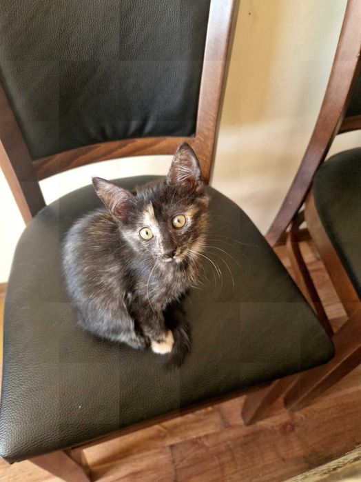 Подарявам котета