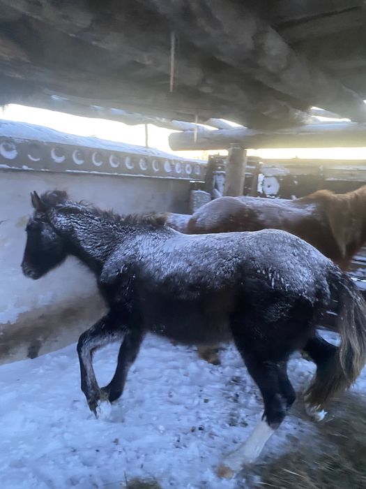 Ургашы байтал 3 жасар