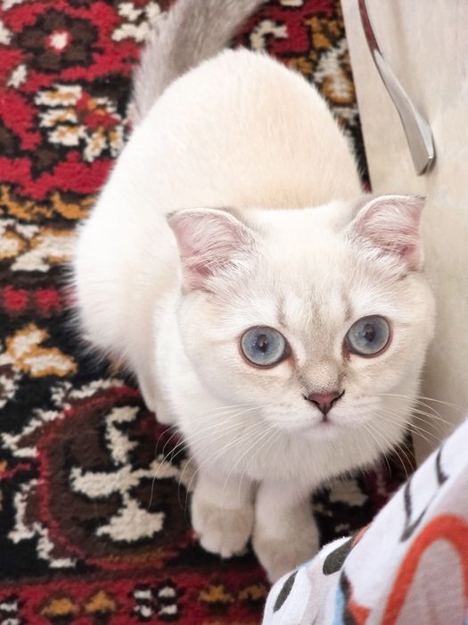 Scottish fold mushuk sotiladi
