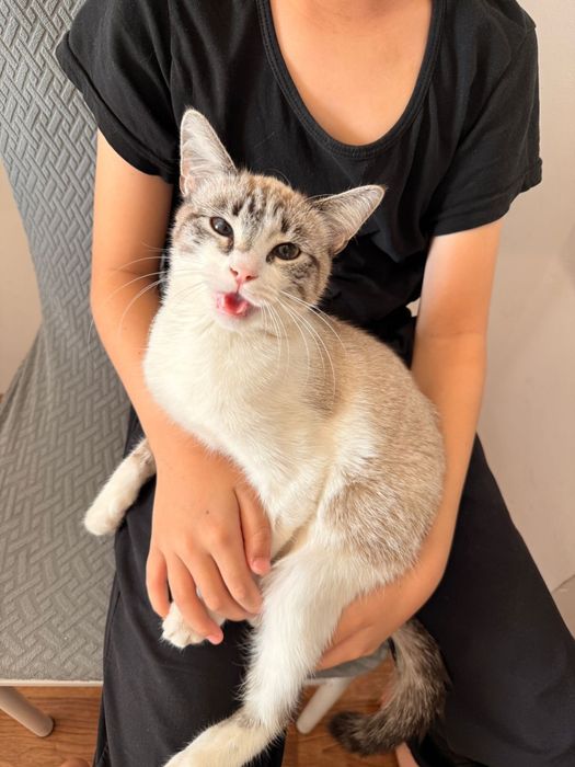 Котенок отдам даром