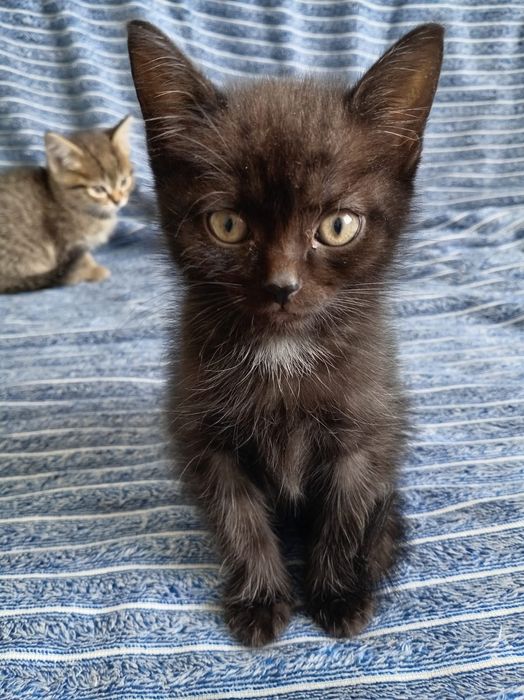 Отдадим котят в добрые руки