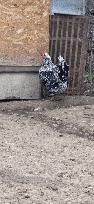 Oua incubat gaini livenski