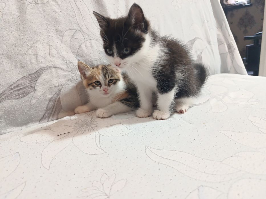 Mushuk va mushukbola