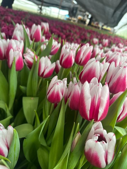 Белорусский тюльпан оптом