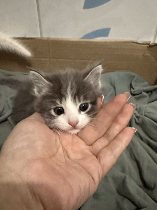 Котята короткошерсть британские