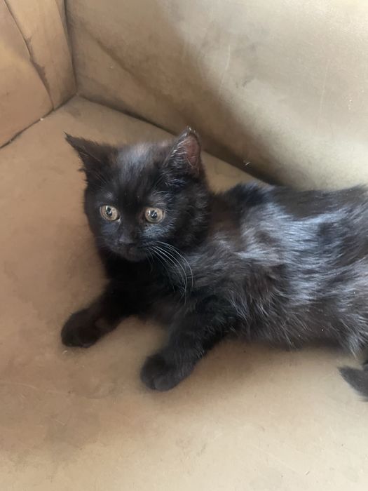 Отдам котят бесплатно