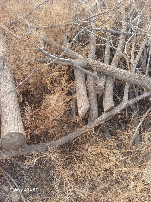 O'tin har xil  zaldori  Tollar