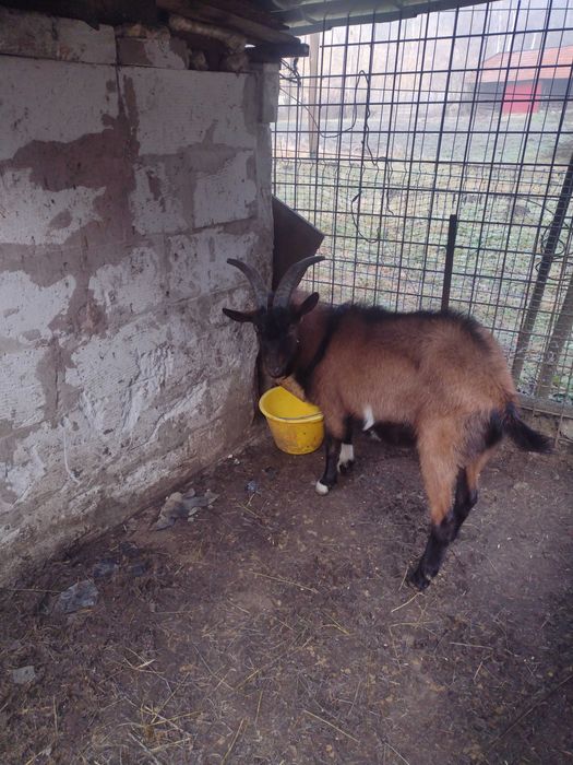 Vând țap alpin francez tânăr