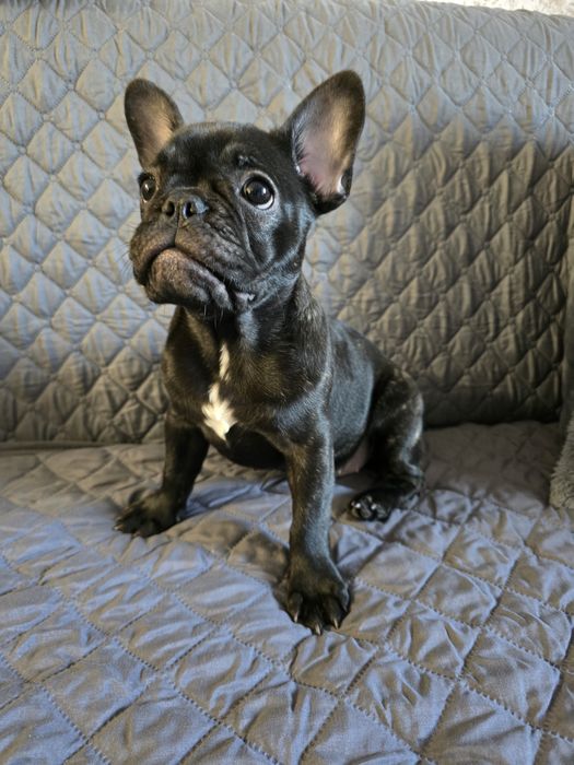 Френски булдог момиче на 3м с ваксини и паспорт