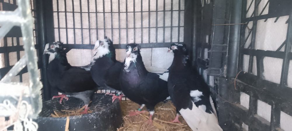 Vând porumbei, diferite rase!