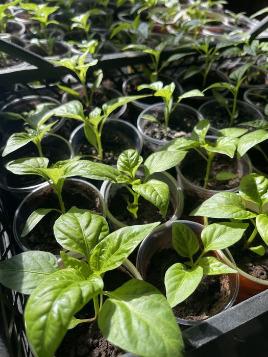 Рассада перца сладкого