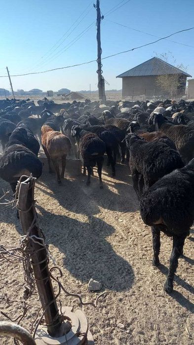 Semiz quzi quchqorlar sotiladi . 72 000 dan jivoy kg