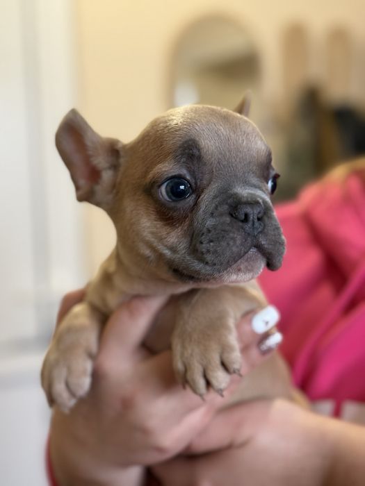 Френски булдог.