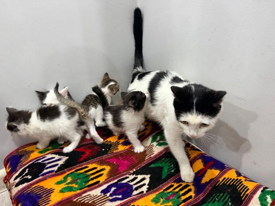 Кошка с котятами