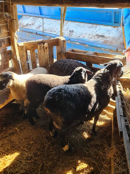 Oii de rasa de carne