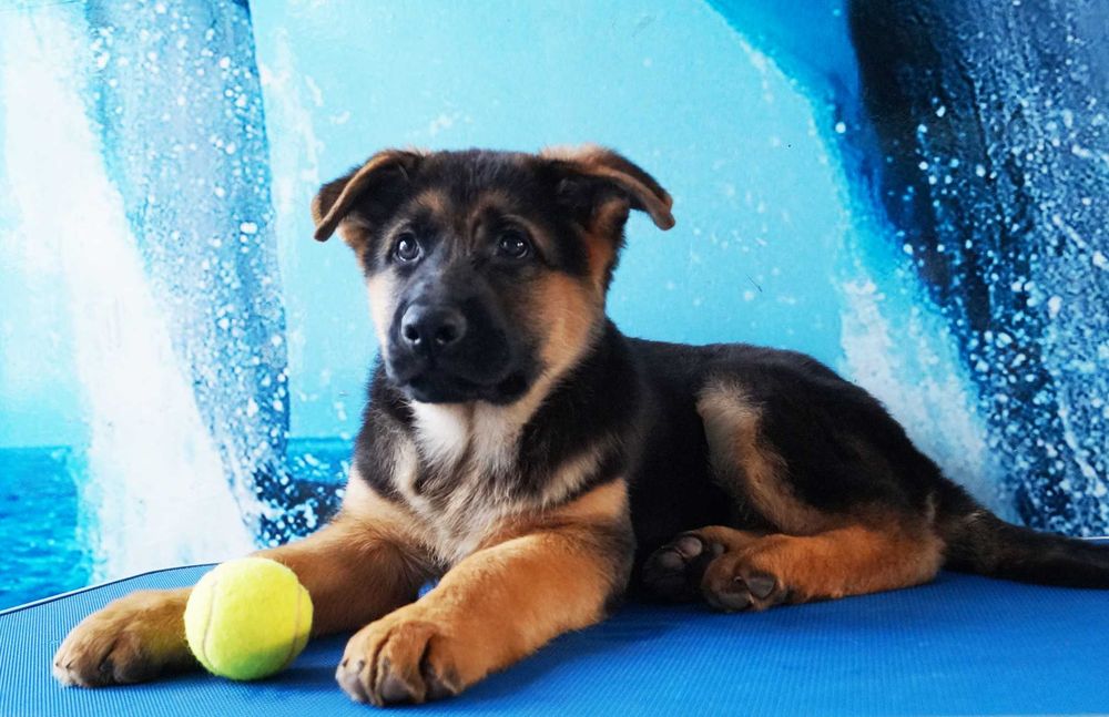 Щенки Немецкой Овчарки . Кобели. С документами.