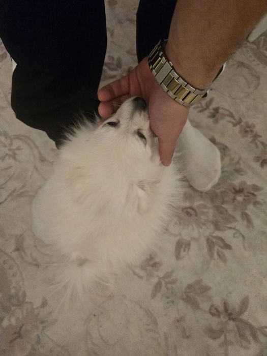 Померан 3 месеца