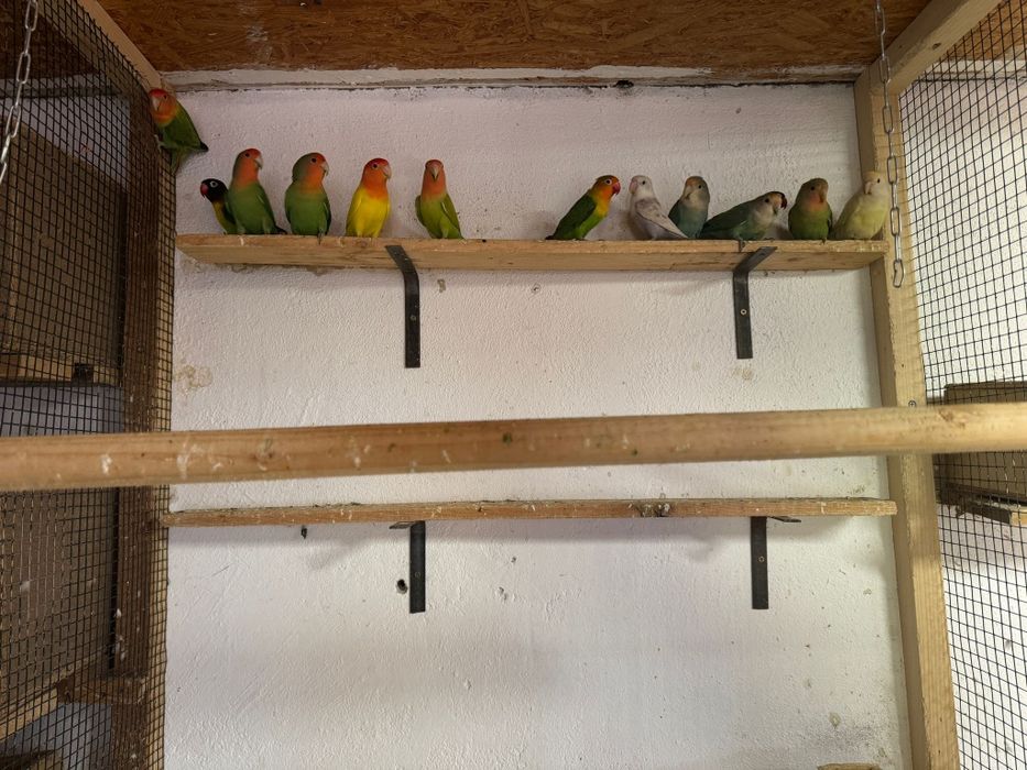 Vând diverși papagali