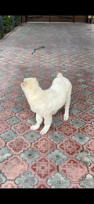 Алабай сао төбет