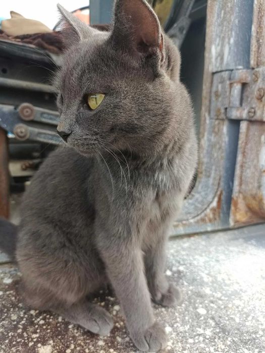 Отдаём в добрые руки котят