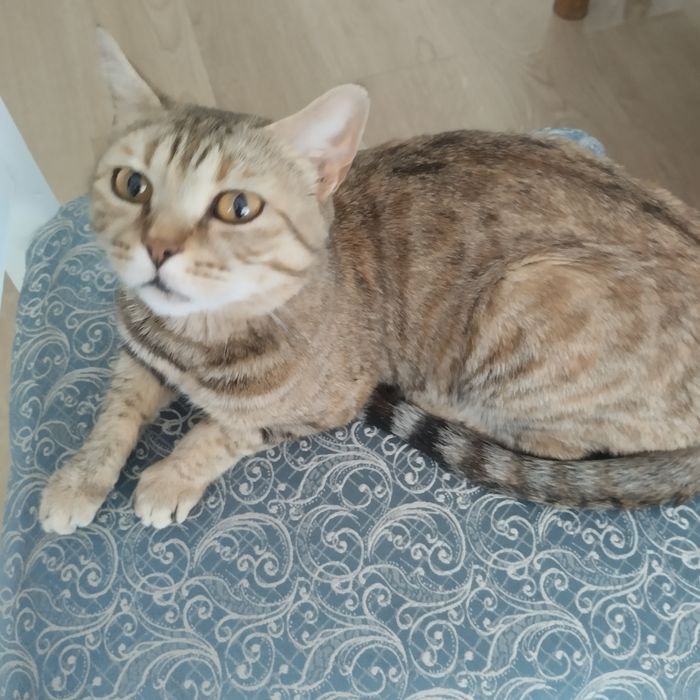 Взрослая кощка-мышеловка