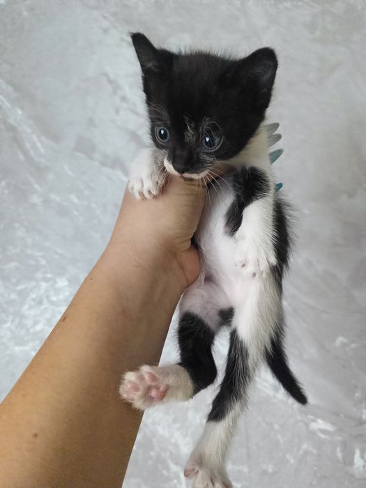 Котята 1 месяц, ручные и ласковые, район новой согры