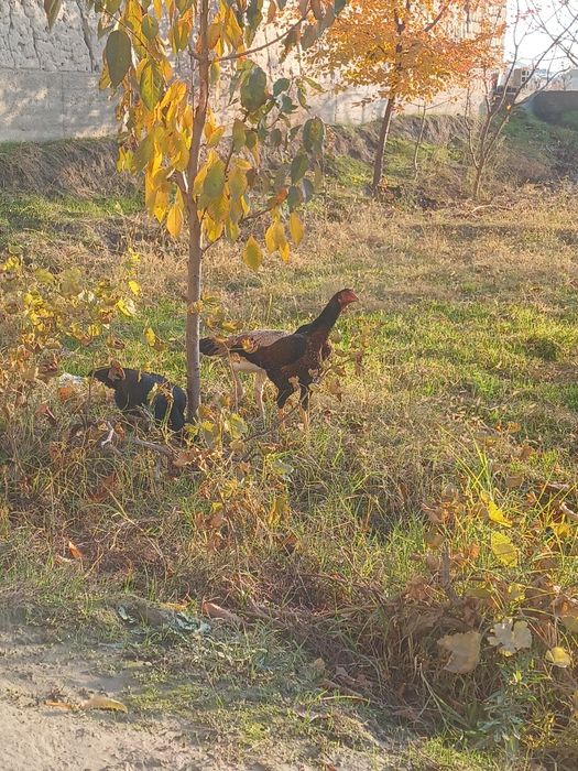 Золи товуклар сотилади