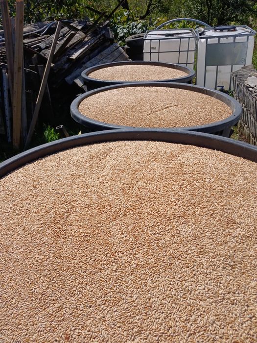 Vând  triticale de anu trecut