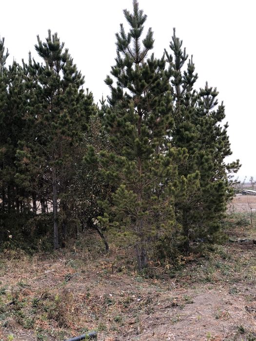 Местные саженцы Атырау