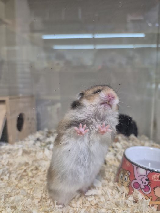 Продавам ангорски хамстер