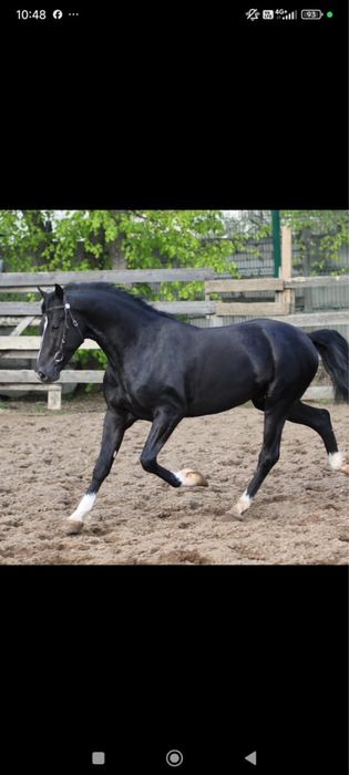 Продам орловский рысак