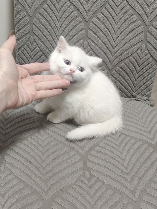 Котенок Британский Белый