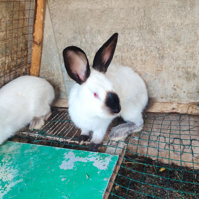 Kalif quyonlarimiz sotiladi. Harxilidan bor.